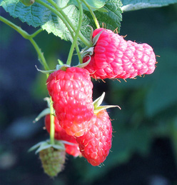 Малина «Дебрянка»